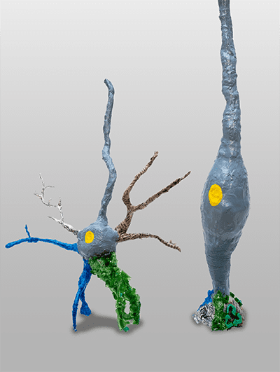 Two sculptures representing a human neuron and a radial glia cell, inspired by the findings published by the Quadrato Lab in Nature Neuroscience. Credit: Sculptures by Jane Kwak; photo by Sergio Bianco