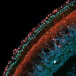 Rows of sensory hearing cells (green) next to supporting cells (red) in the inner ear of a mouse (Image by John Duc Nguyen and Juan Llamas/Segil Lab)