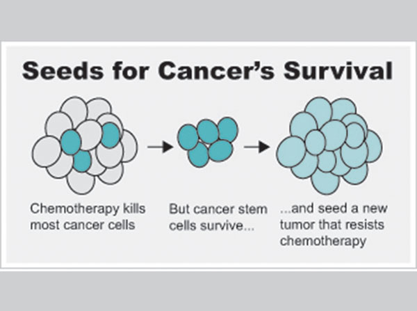 "There are bad seeds in cancer,” said Keigo Machida, senior study author. "Even though we treat patients with chemotherapy, those bad seeds survive and force relapse. That’s why we would like to target the bad seeds in cancer to eradicate recurrence problems and metastasis.”