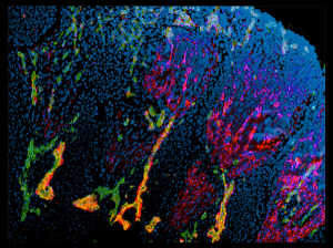 Early embryonic development (Image courtesy of Evseenko Lab)