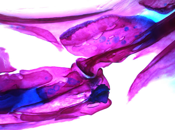 Adult zebrafish jaw joint (Image by Amjad Askary)