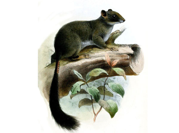 Illustration/Wikimedia Commons