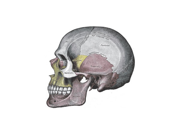 Human skull with sutures (Public domain image courtesy of Gray's Anatomy)