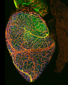 Ching-Ling (Ellen) Lien awarded $1.7 million to study heart regeneration