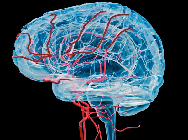 Blood Vessel Brain