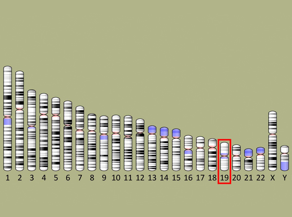 Chromosome-19