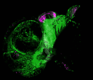 USC Stem Cell scientists chew on the mysteries of jaw development