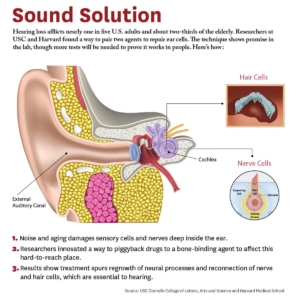 Hearing loss study at USC, Harvard shows hope for millions