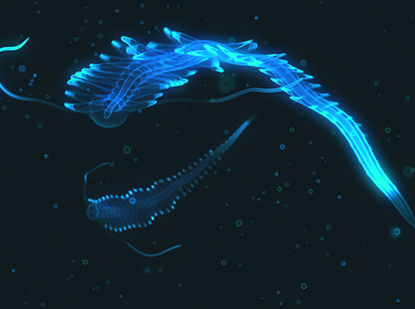 bioluminescent-deep-sea-creature