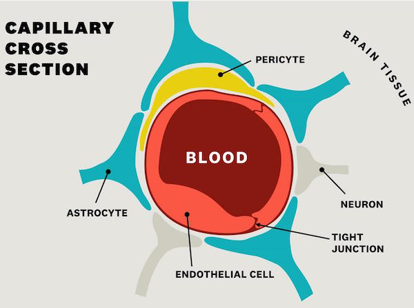 Healthy blood vessels may be the answer to Alzheimer’s prevention