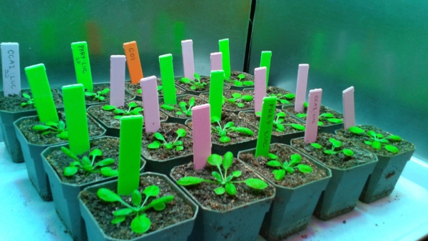 Arabidopsis plants growing in Prof. Kay's lab