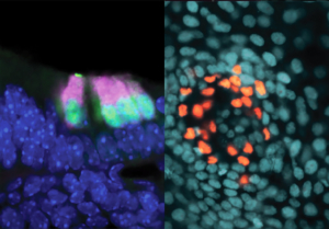 USC Stem Cell study points to a common ancestor for cells involved in hearing and touch