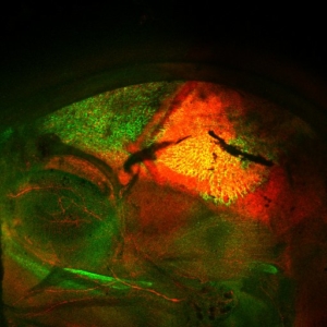 Stem cells at the embryonic coronal suture give rise to cells (red) that are embedded within the bone matrix (green)
