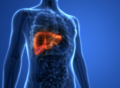 USC scientists discover a novel therapeutic target to treat fatty liver disease