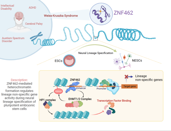 Keck School researchers honored for Fall 2021 BioRender Illustration competition