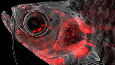 Confocal microscopy image of an adult zebrafish head with neural crest-derived cells in red. The Crump lab has used single-cell sequencing to understand how these cells build and repair the head skeleton, with implications for understanding human craniofacial birth defects and improving repair of skeletal tissues.