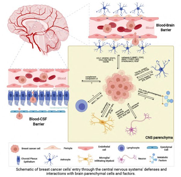 immune cell function in the brain