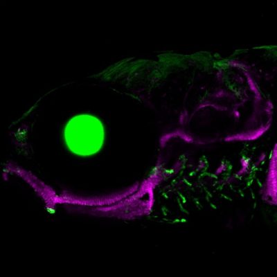 A zebrafish showing the skeleton and jaw (magenta), the eye (green circle on the left), and gill-like pseudobranch and gills (green structures on the right).