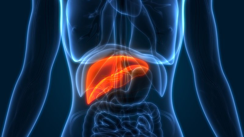 Prior research in animals has suggested that PFAS exposure increases the risk of liver cancer, but this is the first study to confirm an association using human samples. (Image iStock)