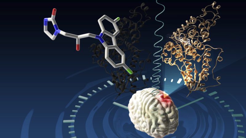 A new type of small molecule drug, the first to target circadian clock proteins as a way to treat glioblastoma, is now in phase 1 clinical trials.