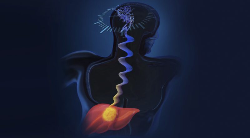 Pictured is an artist’s rendering of circadian clock proteins BMAL1 and CLOCK influencing hepatocellular carcinoma (HCC) cell proliferation. The study shows that in humans, HCC cells rely on BMAL1 and CLOCK for sustained cell growth. Targeting clock proteins provides a new pathway to develop novel cancer therapies. (Image: Julia E. Fletcher-Selway, JEFS Storytelling Arts)