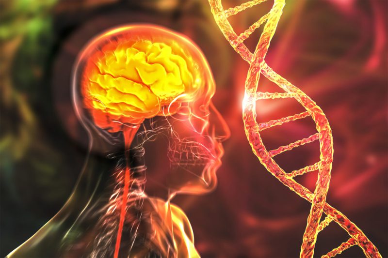 Researchers from a USC-led consortium have discovered “hotspots” in the genome that either speed up brain aging or slow it down. (Illustration/iStock)