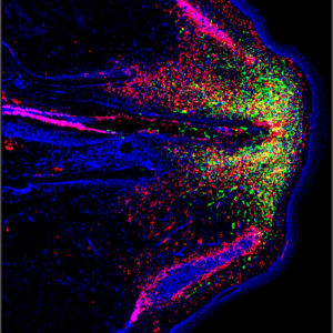 A green anole lizard regenerating its tail (Image by Ariel Vonk/ Lozito Lab)