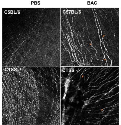 Staining of corneal nerves with β3-Tubulin in cornel whole mounts in mice wildtype (C57BL/6) and Cathepsin S knockout (CTSS-/-) mice, treated with 0.075% Benzalkonium chloride (BAC). Images were acquired in the central cornea using tiled confocal microscopy. Red arrows mark acute angles indication neural damage. Less acute angles are observed in BAC treated CTSS-/- mice than in WT mice.